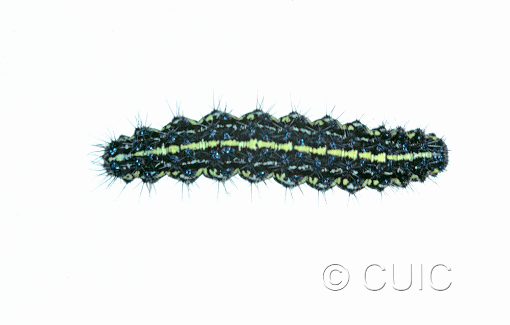dorsal view of larva Haploa confusa in USA: NY