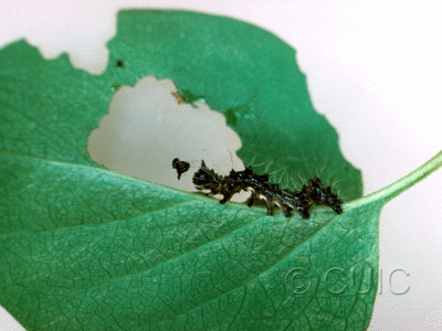 lateral view of larva Harrisimemna trisignata