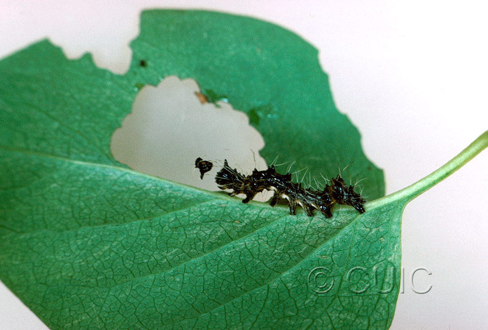 lateral view of larva Harrisimemna trisignata