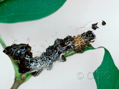 lateral view of larva Harrisimemna trisignata