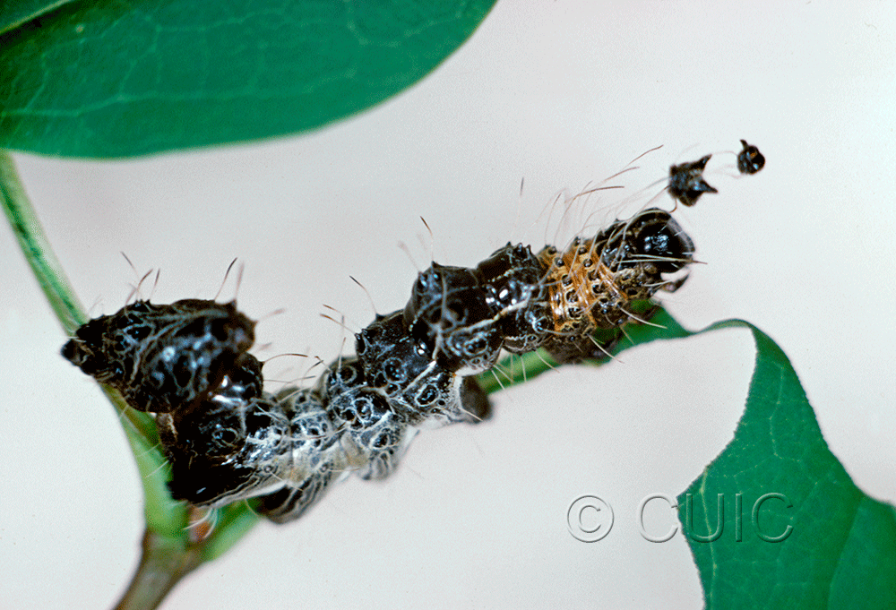 lateral view of larva Harrisimemna trisignata