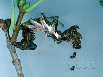 lateral view of larva Harrisimemna trisignata on Syringa Lilac in USA: NY