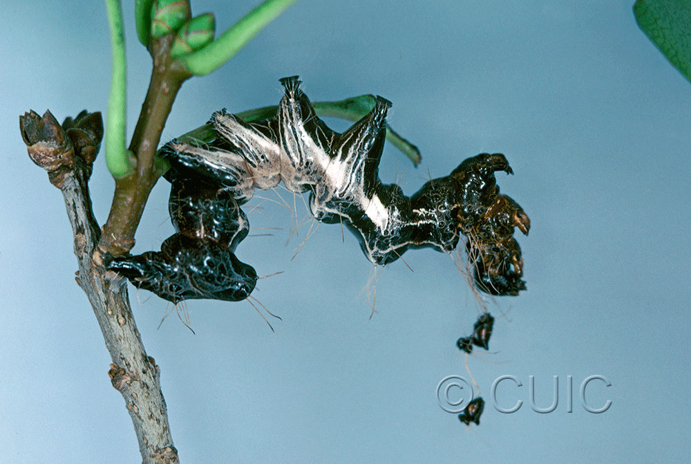 lateral view of larva Harrisimemna trisignata on Syringa Lilac in USA: NY