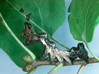 lateral view of larva Harrisimemna trisignata on Syringa Lilac in USA: NY