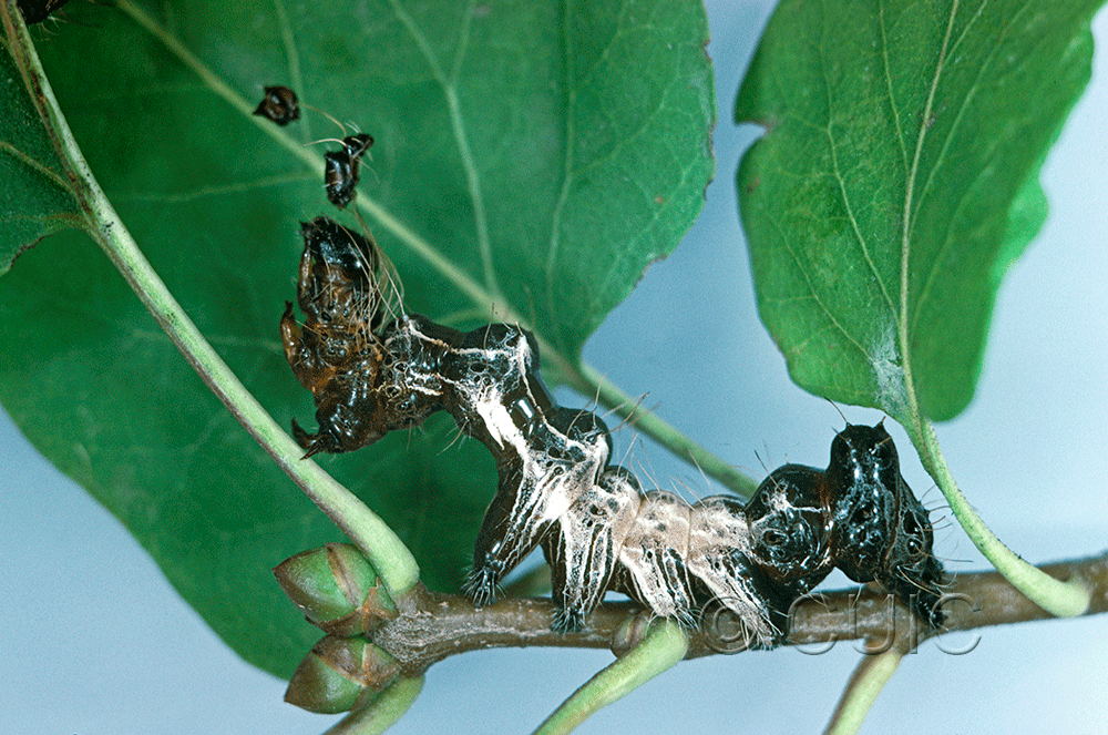 lateral view of larva Harrisimemna trisignata on Syringa Lilac in USA: NY