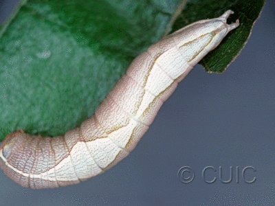 dorsal view of larva Heterocampa astarte on Quercus in USA: TX