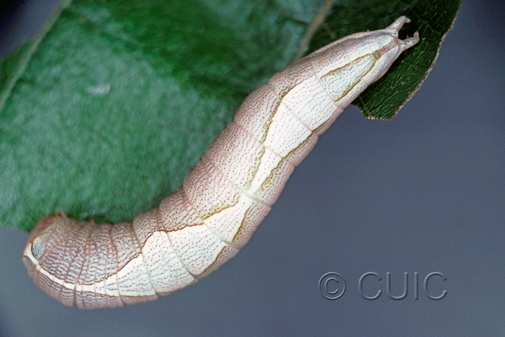 dorsal view of larva Heterocampa astarte on Quercus in USA: TX