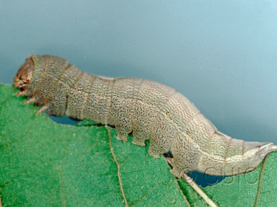 lateral view of larva Heterocampa astarte on Quercus in USA: TX