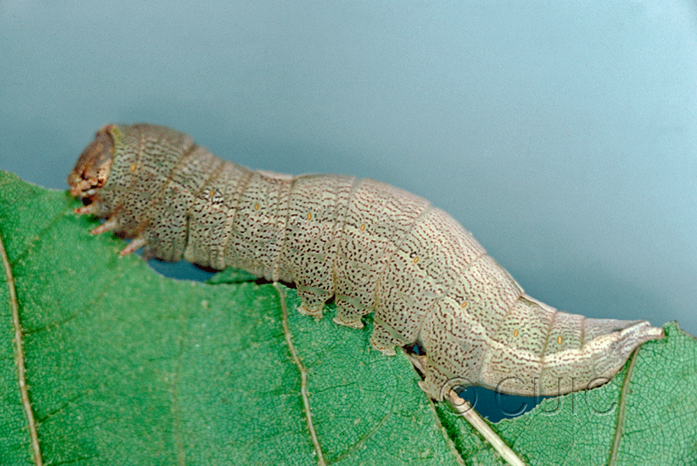 lateral view of larva Heterocampa astarte on Quercus in USA: TX
