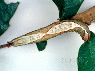 dorsal view of larva Heterocampa averna in USA: AZ