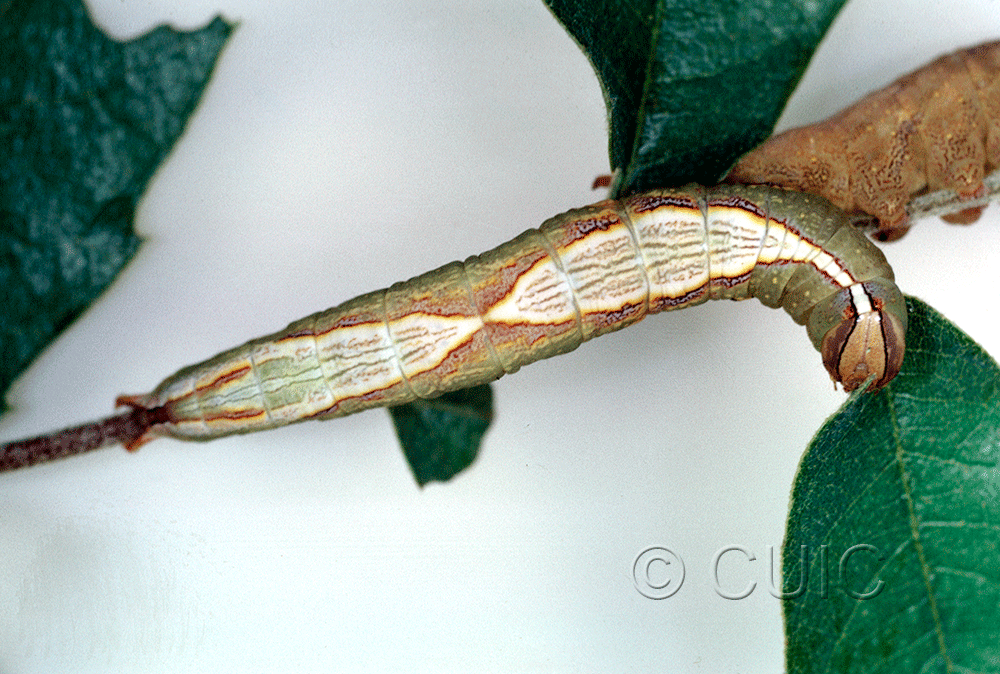 dorsal view of larva Heterocampa averna in USA: AZ