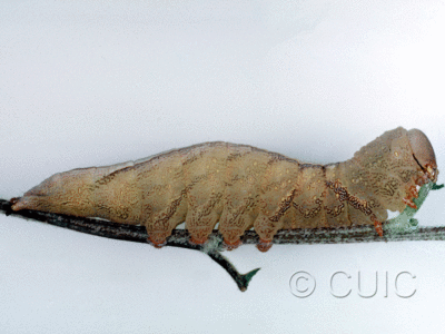 lateral view of larva Heterocampa averna in USA: AZ