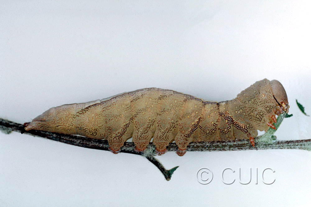 lateral view of larva Heterocampa averna in USA: AZ