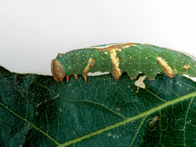lateral view of larva Heterocampa averna on Quercus gambelii in USA: AZ