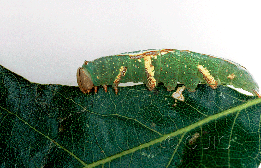 lateral view of larva Heterocampa averna on Quercus gambelii in USA: AZ