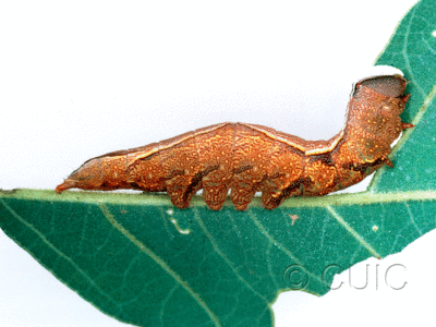 lateral view of larva Heterocampa averna on Quercus gambelii in USA: AZ