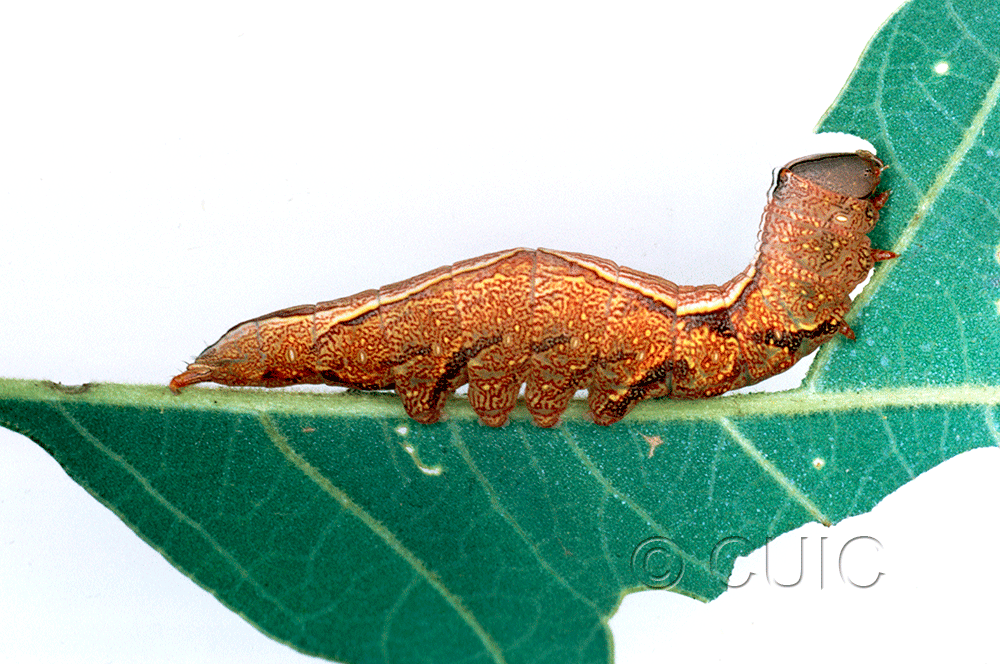 lateral view of larva Heterocampa averna on Quercus gambelii in USA: AZ