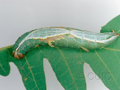 dorsal view of larva Heterocampa averna on Quercus gambelii in USA: AZ