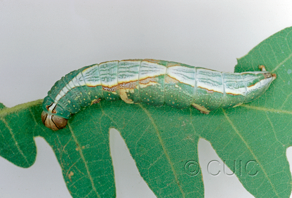dorsal view of larva Heterocampa averna on Quercus gambelii in USA: AZ
