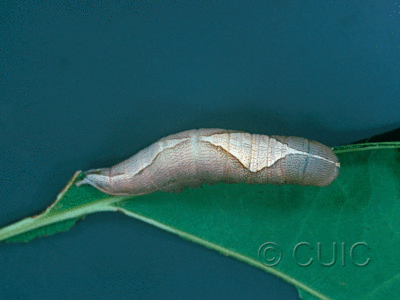 dorsal view of larva Heterocampa obliqua on Quercus in USA: NY