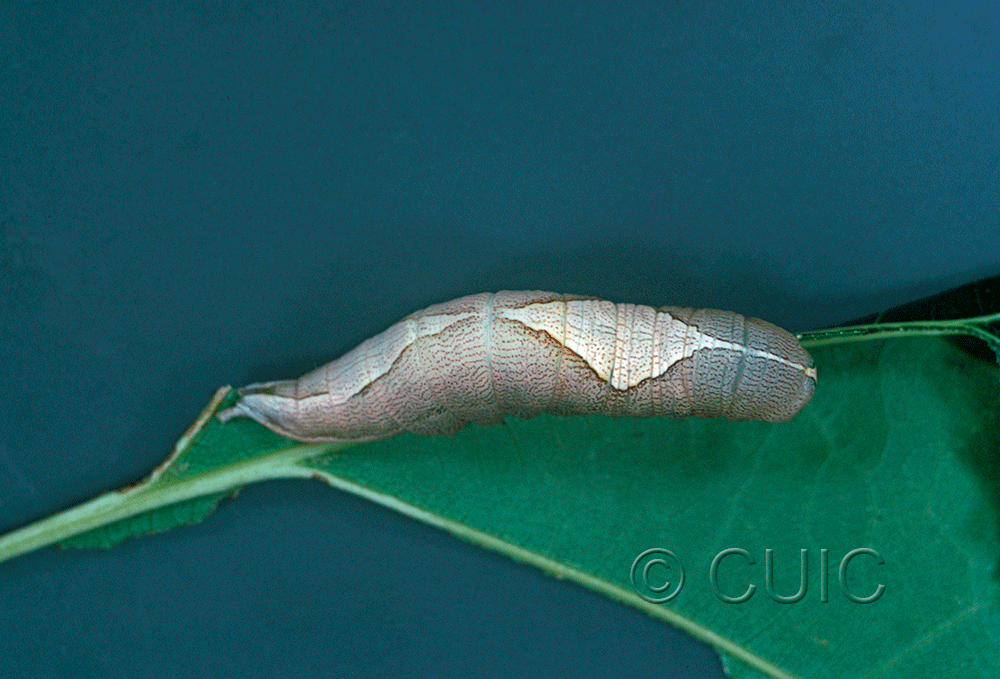 dorsal view of larva Heterocampa obliqua on Quercus in USA: NY