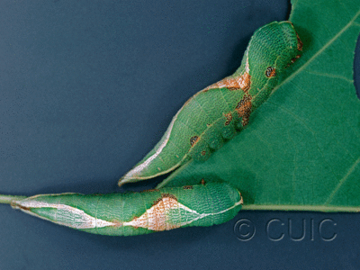 dorsal / lateral view of larva Heterocampa obliqua on Quercus in USA: NY
