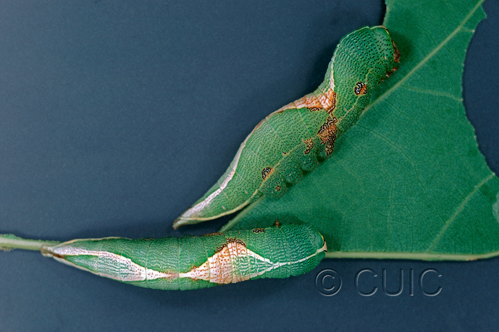 dorsal / lateral view of larva Heterocampa obliqua on Quercus in USA: NY