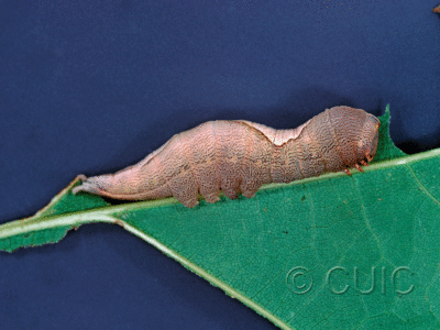 lateral view of larva Heterocampa obliqua on Quercus in USA: NY