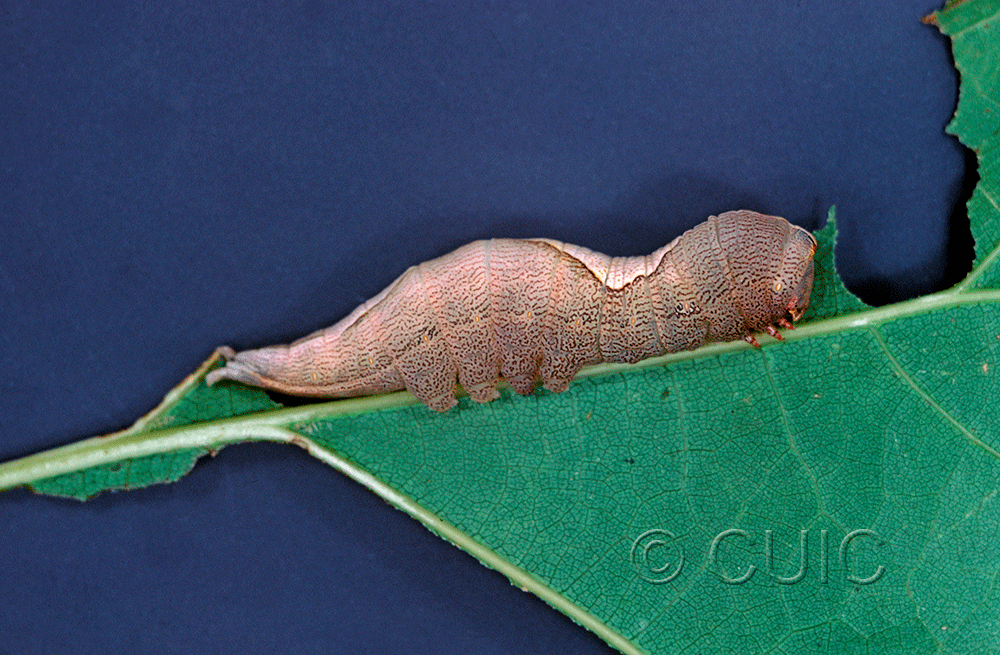 lateral view of larva Heterocampa obliqua on Quercus in USA: NY
