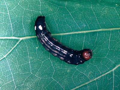 dorsal view of larva Hexorthodes accurata 3 on Brickellia in USA: AZ