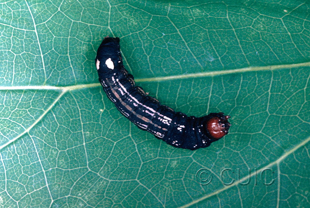 dorsal view of larva Hexorthodes accurata 3 on Brickellia in USA: AZ