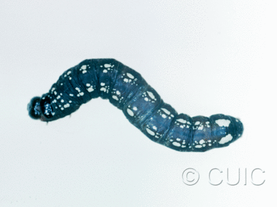 dorsal view of larva Hexorthodes accurata 3 on Brickellia in USA: AZ