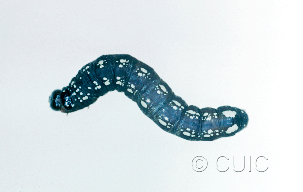 dorsal view of larva Hexorthodes accurata 3 on Brickellia in USA: AZ