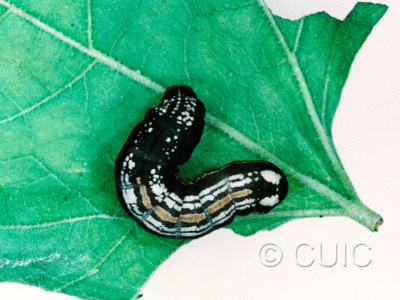 dorsal view of larva Hexorthodes accurata