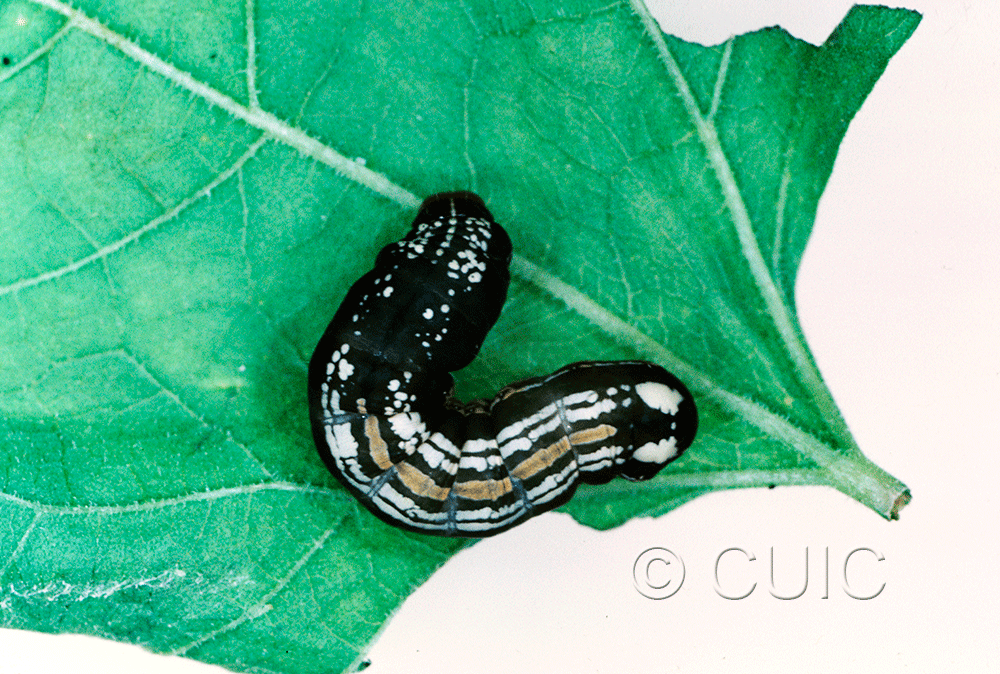 dorsal view of larva Hexorthodes accurata
