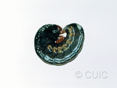 lateral view of larva Hexorthodes accurata 2 on Brickellia in USA: AZ