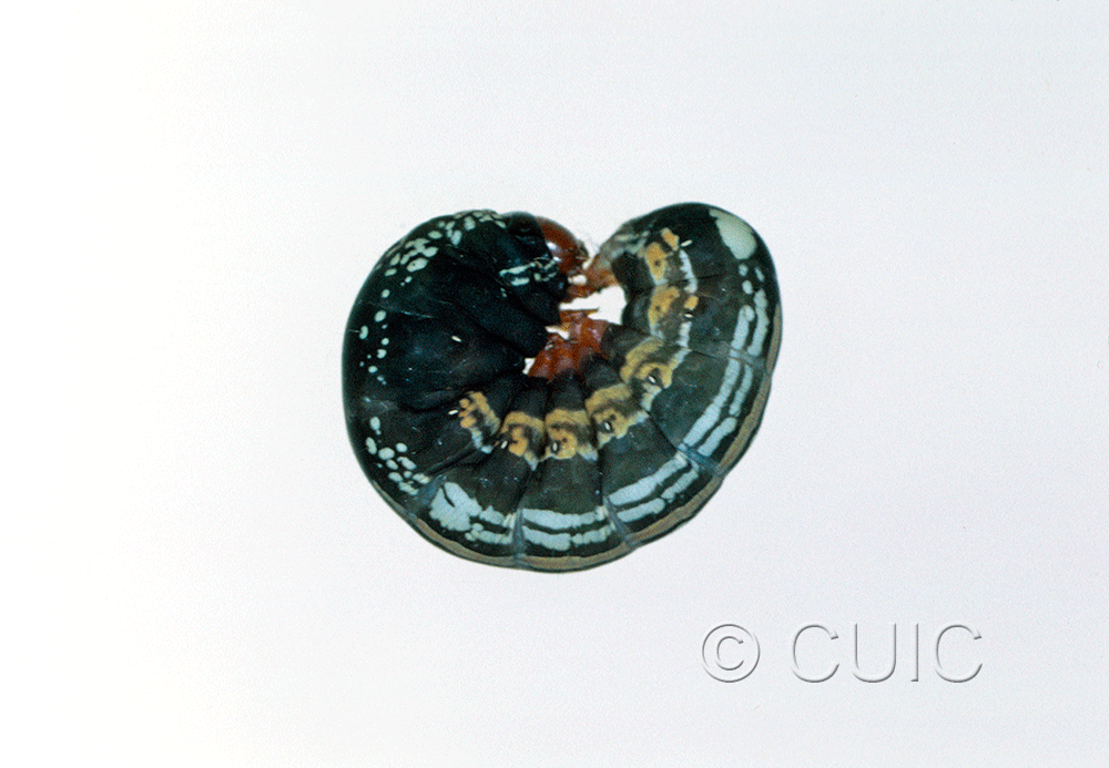 lateral view of larva Hexorthodes accurata 2 on Brickellia in USA: AZ