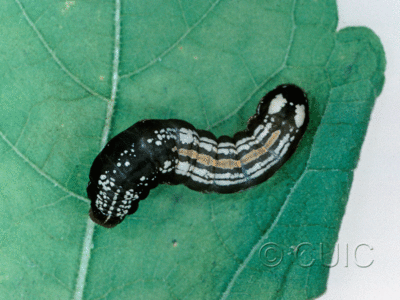 dorsal view of larva Hexorthodes accurata 2 on Brickellia in USA: AZ