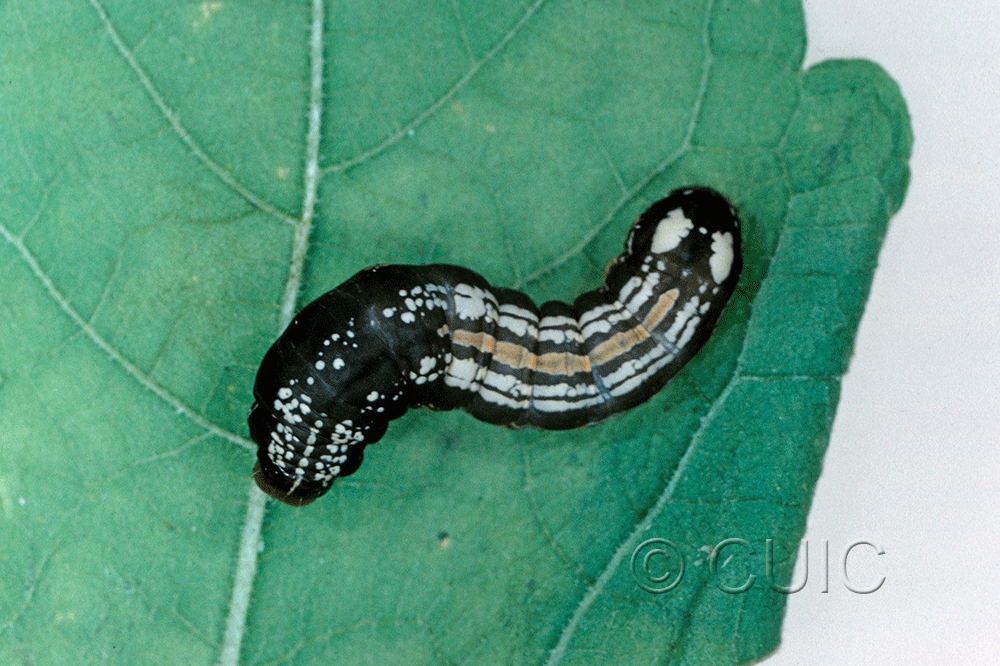 dorsal view of larva Hexorthodes accurata 2 on Brickellia in USA: AZ