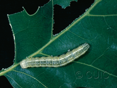 dorsal view of larva Himella fidelis