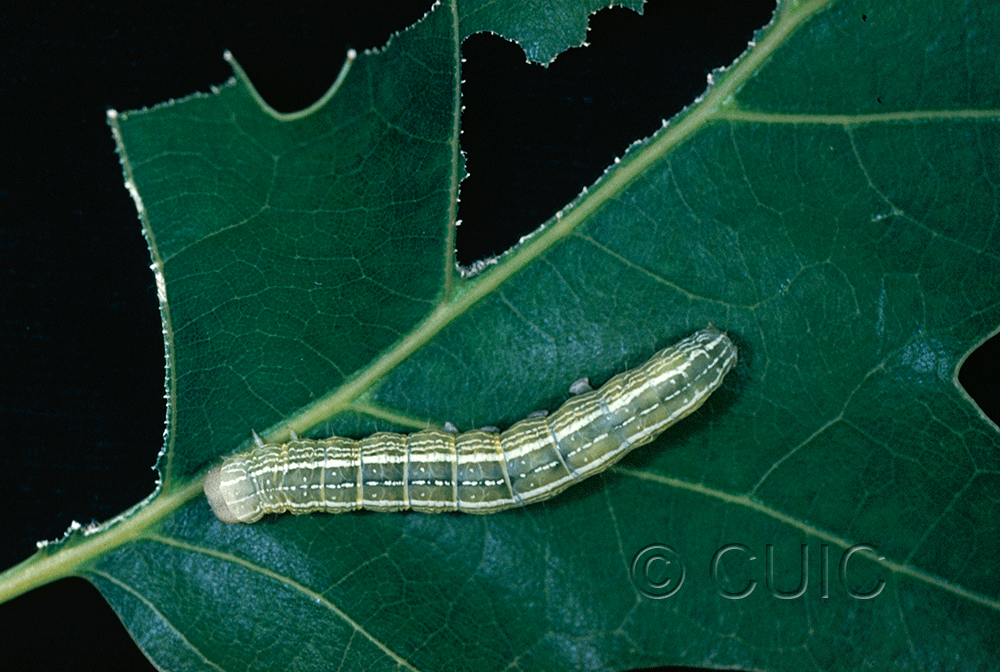 dorsal view of larva Himella fidelis