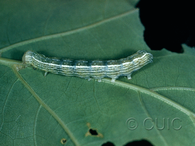 lateral view of larva Himella fidelis
