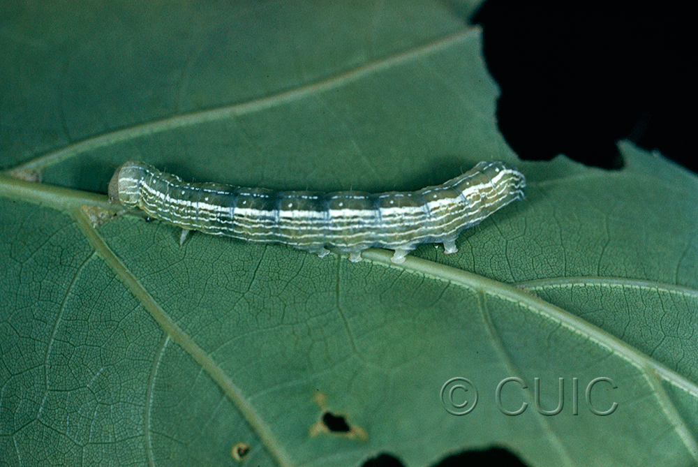 lateral view of larva Himella fidelis