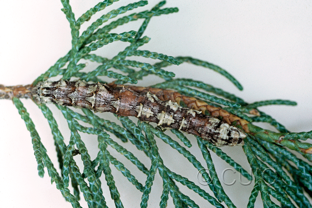 dorsal view of larva Holochroa on Juniperus in USA: AZ