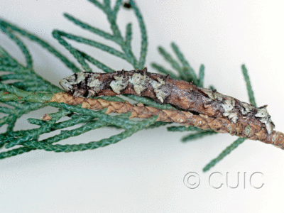 lateral view of larva Holochroa on Juniperus in USA: AZ