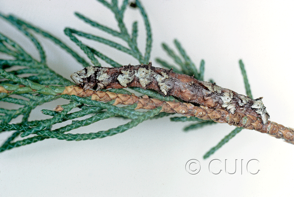 lateral view of larva Holochroa on Juniperus in USA: AZ