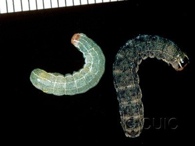 dorsal view of larva Homoglaea hircina