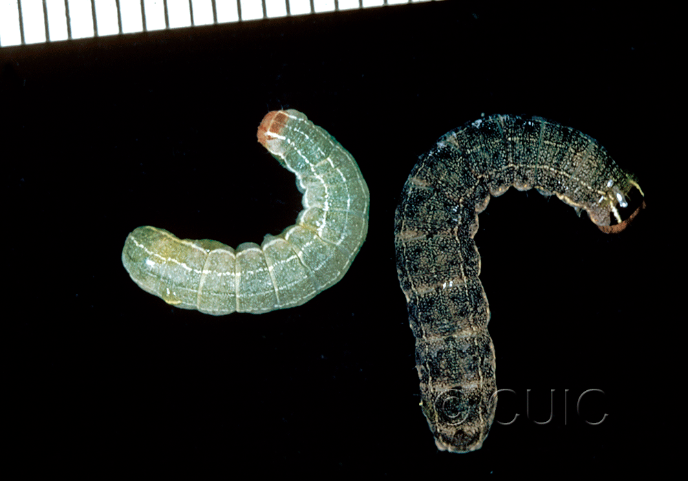 dorsal view of larva Homoglaea hircina