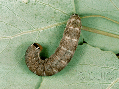 dorsal view of larva Homoglaea hircina on Populus tremuloides in USA: NY