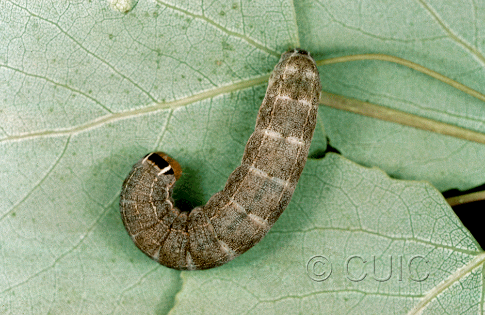 dorsal view of larva Homoglaea hircina on Populus tremuloides in USA: NY